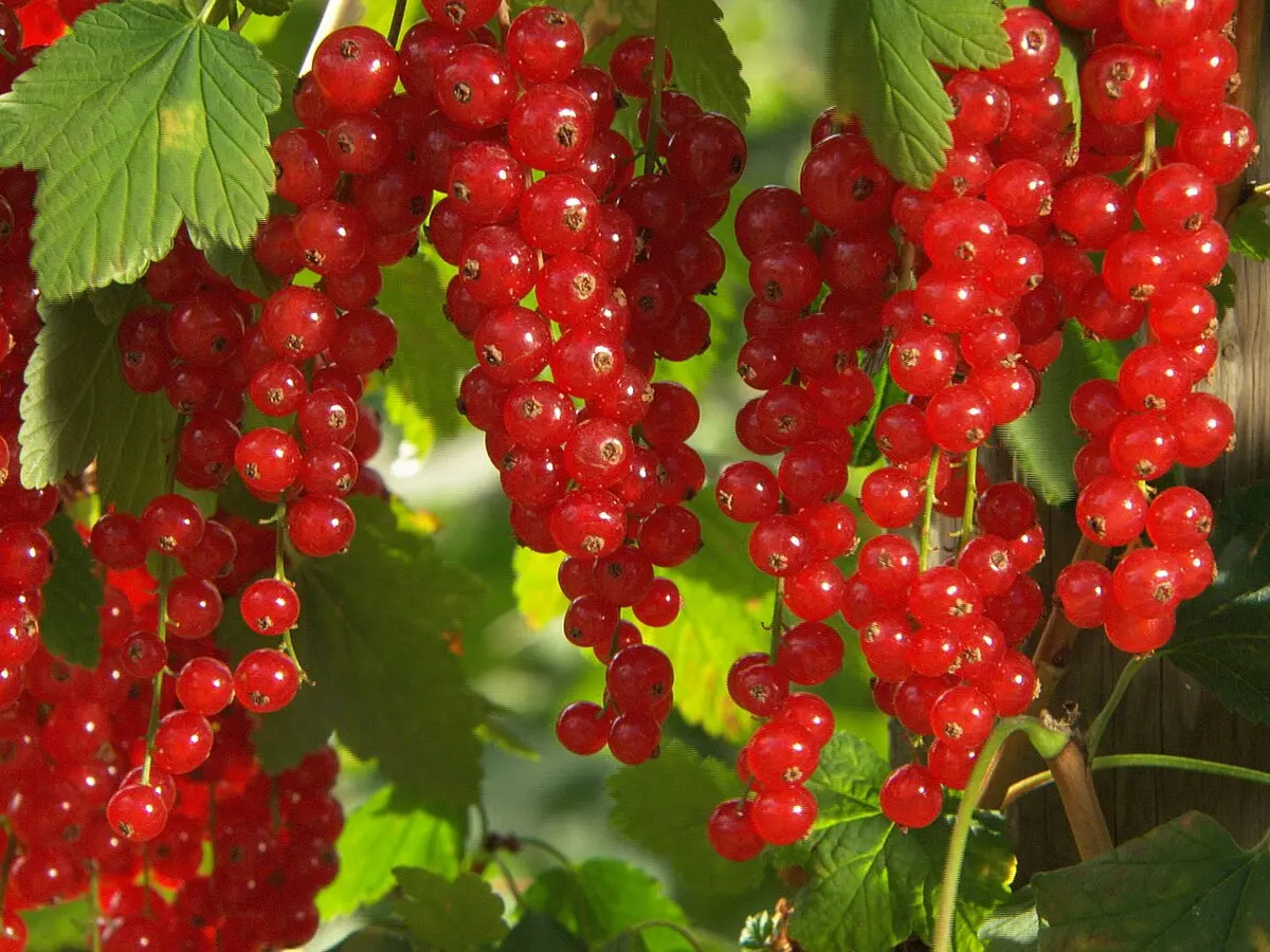 Zoom sur un groseiller rouge avec des fruits