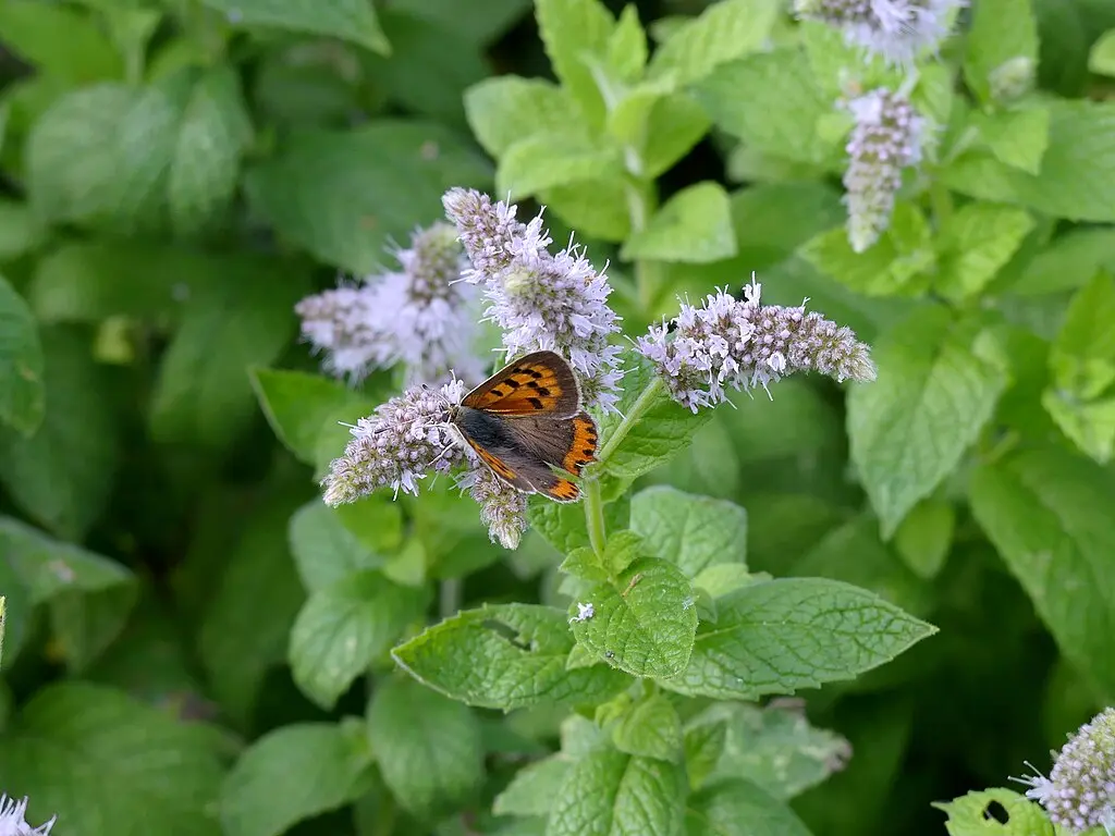 Menthe verte en fleurs avec un papillon dessus