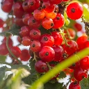 Groseillier-a-grappes-rouges-Versaillaise.webp