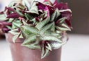 Tradescantia_zebrina_w2.webp