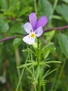 Pensee_Viola_tricolor_w2.webp