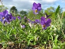 Pensee_Viola_tricolor_w3.webp