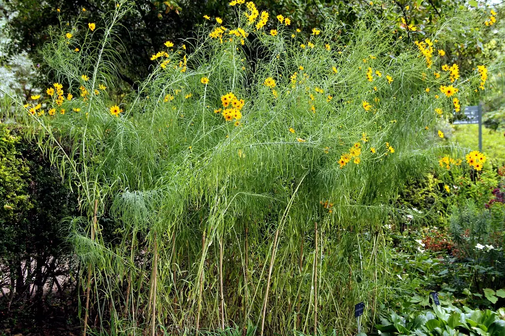 Helianthus_salicifolius_soleil-vivace_w.webp