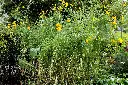 Helianthus_salicifolius_soleil-vivace_w.webp