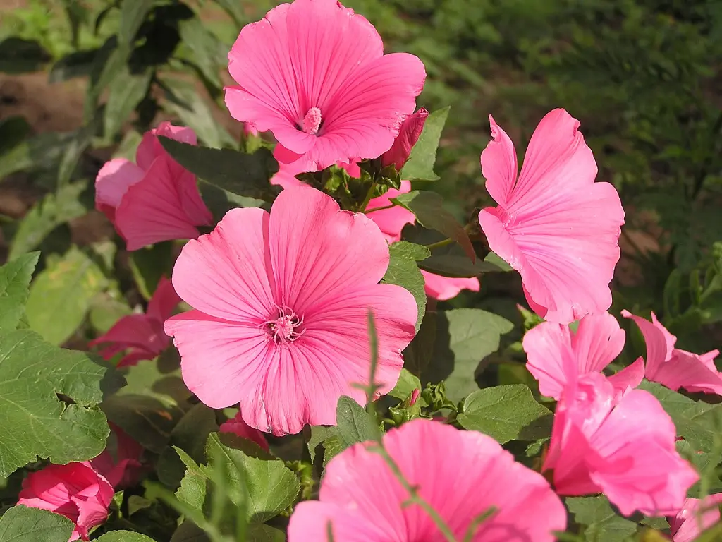 lavatere_a_grande_fleur_w_2.webp