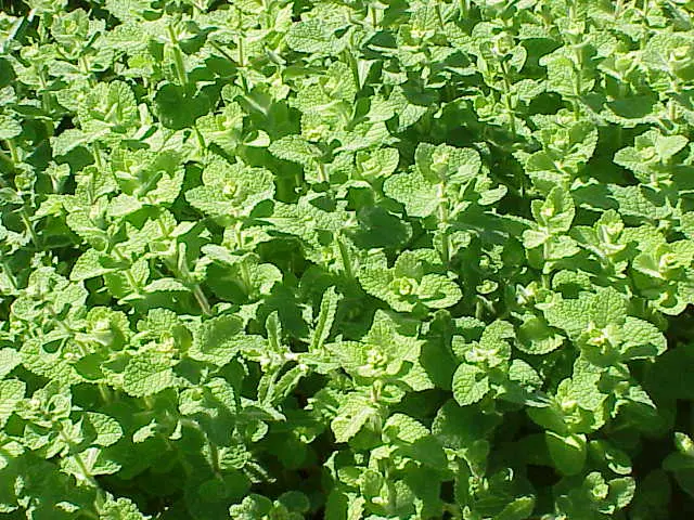 menthe_pomme_w_2.webp