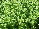 menthe_pomme_w_2.webp