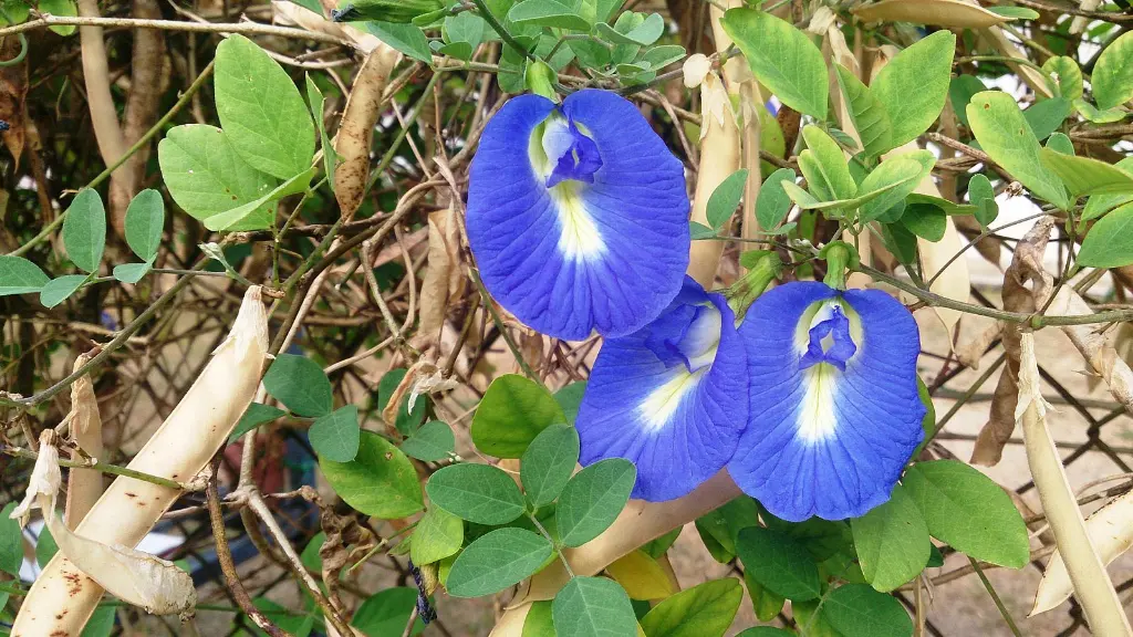 Clitoria_ternatea_w_3.webp