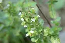 marjolaine_w_2.webp