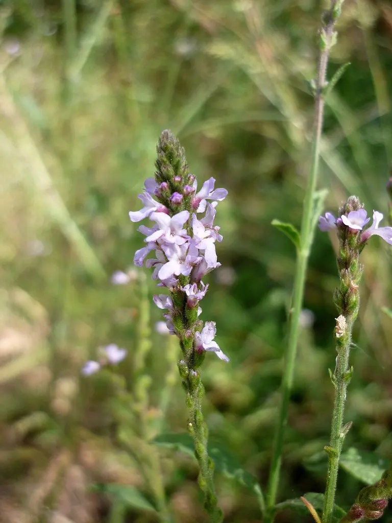 verveine_officinale_2_w.webp