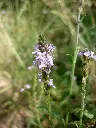 verveine_officinale_2_w.webp