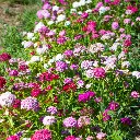 oeillet-de-poete-volcano-mix.webp