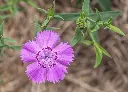 Oeillet de chine Siberian blues.webp