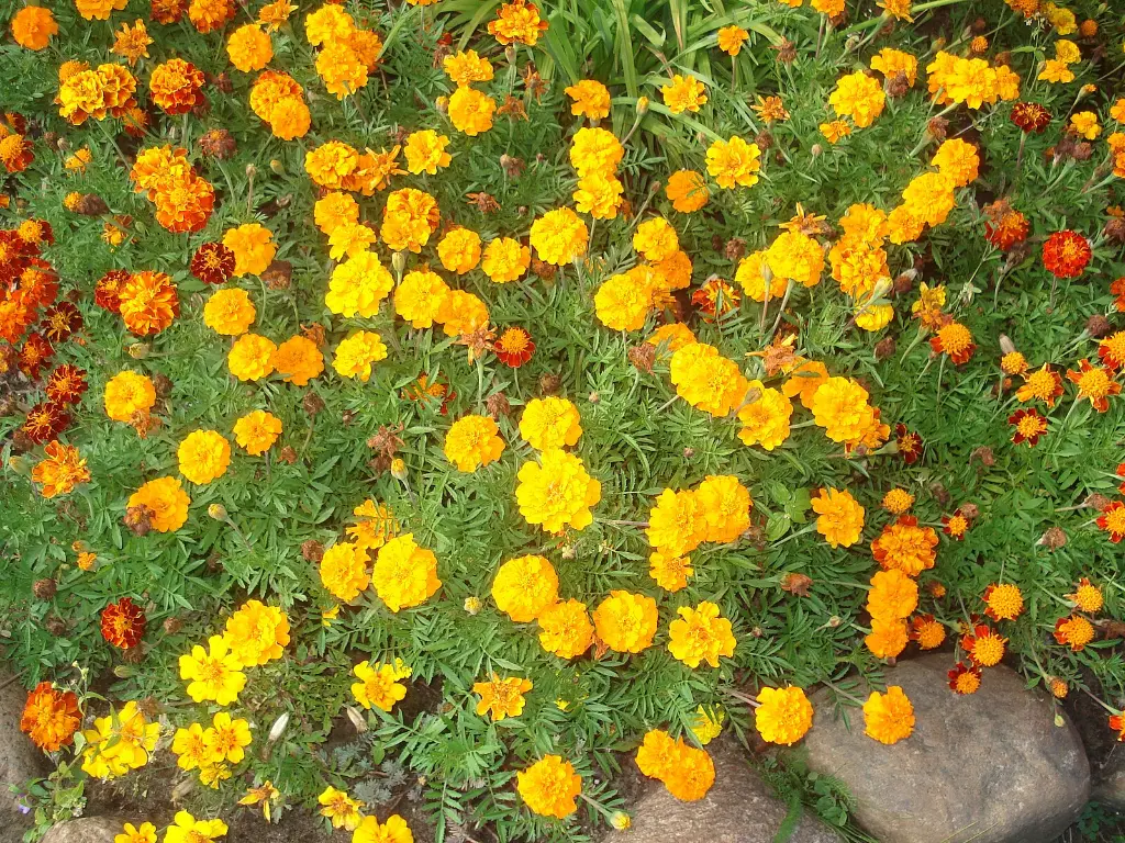 tagetes_erecta_1_W.webp