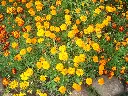 tagetes_erecta_1_W.webp