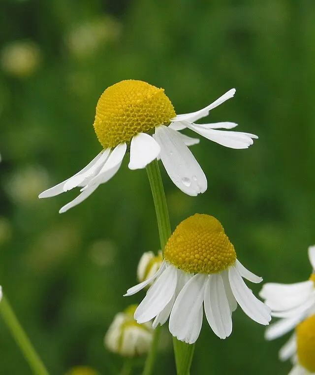 Camomille matricaire_w.webp