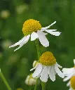 Camomille matricaire_w.webp