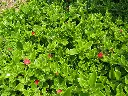 aptenie_cordee_w_2.webp