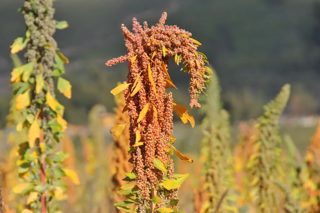 quinoa_w_3.webp