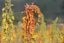 quinoa_w_3.webp