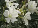 image_1024