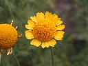 anthemis-des-teinturiers_w2.webp