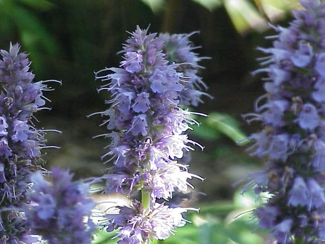 Agastache_anisata-fenouil_w1.webp