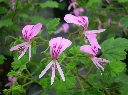 geranium_vanille_2.webp