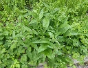 consoude_officinale_w_2.webp