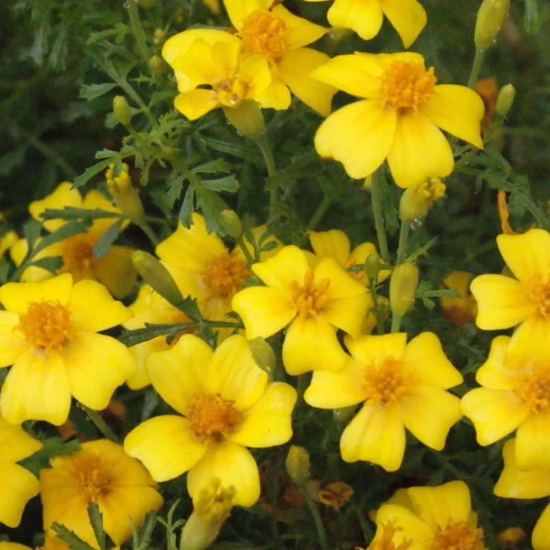 tagete_citron_1.webp