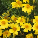 tagete_citron_1.webp