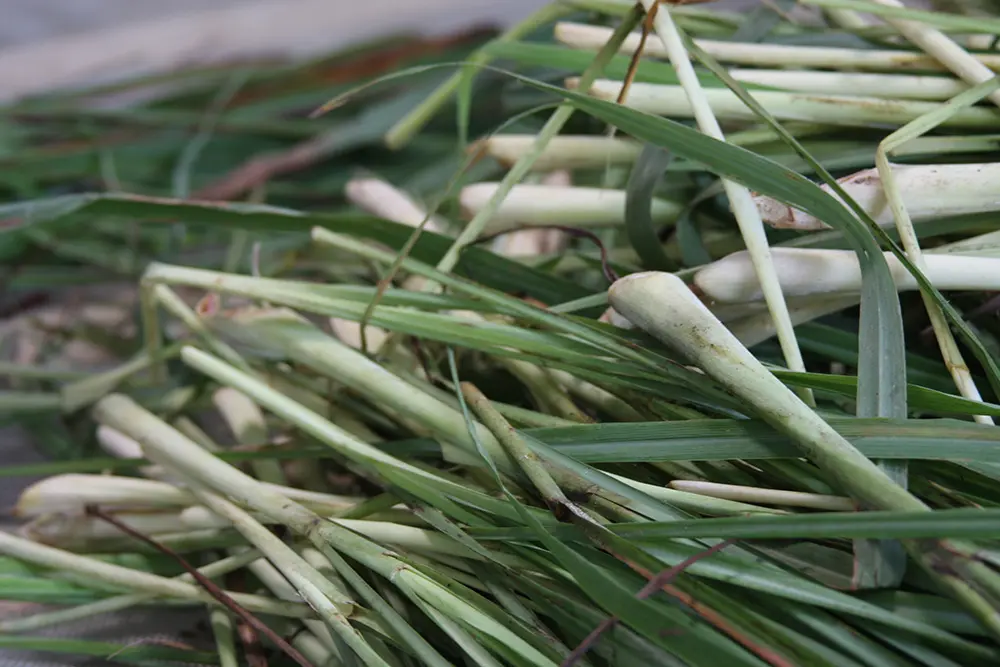 citronelle_cymbopogon_citratus_2_w.webp