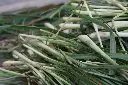 citronelle_cymbopogon_citratus_2_w.webp