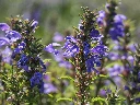the_des_jardins_2.webp