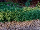 the_des_jardins_3.webp