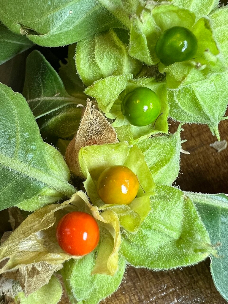 ginseng-indien_w1.webp