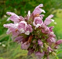 cedronnelle_w2.webp