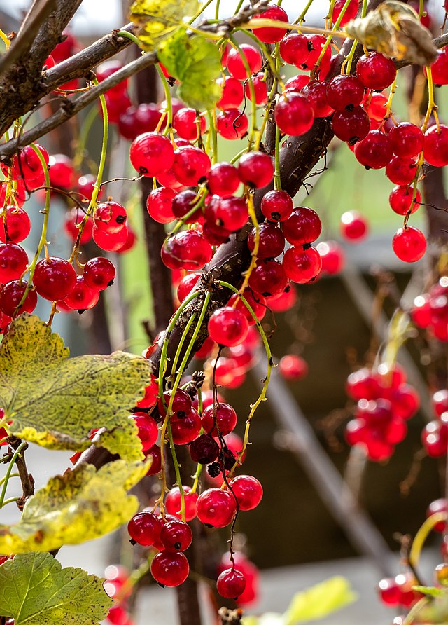 Groseillier à grappes rouge