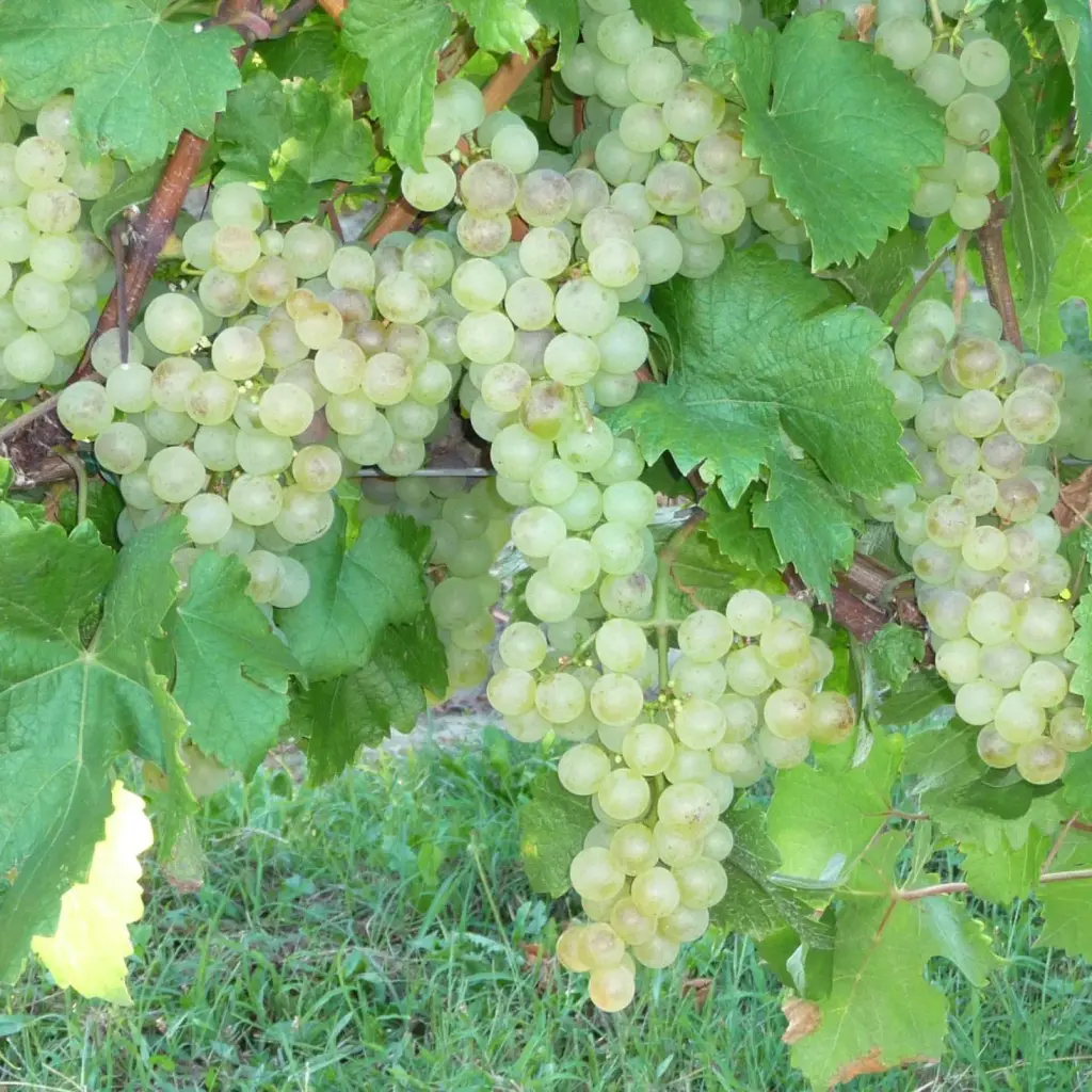 Vigne ‘Chasselas doré’