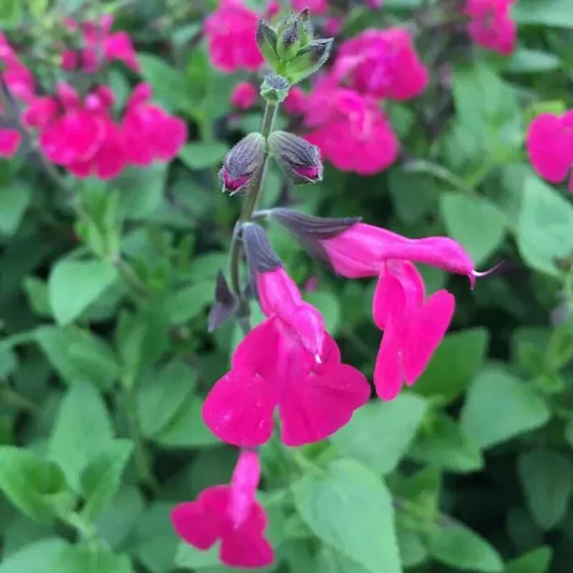 Sauge arbustive ‘rose vif’