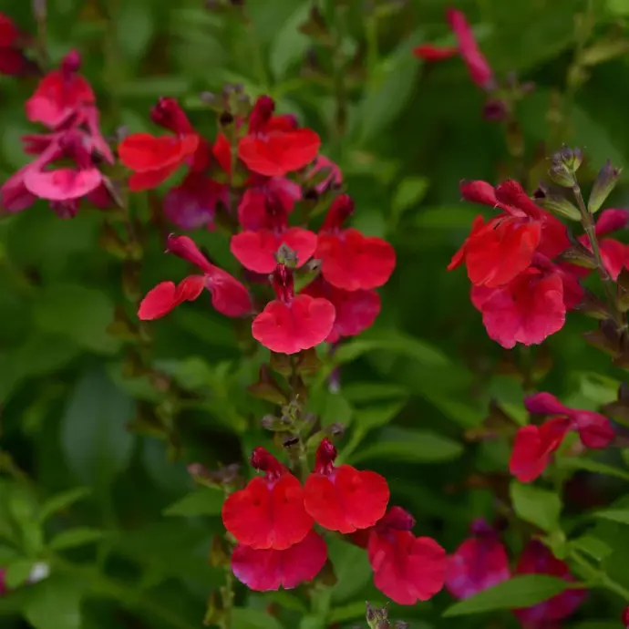 Sauge arbustive ‘rouge’