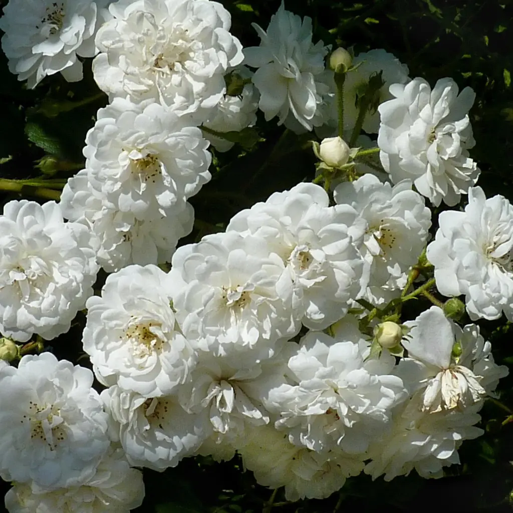 Rosier grimpant ‘Guirlande d’amour’