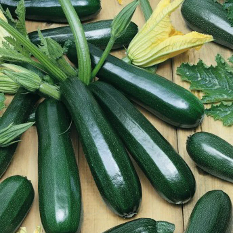 Courgette ‘Verte Noire maraichère’