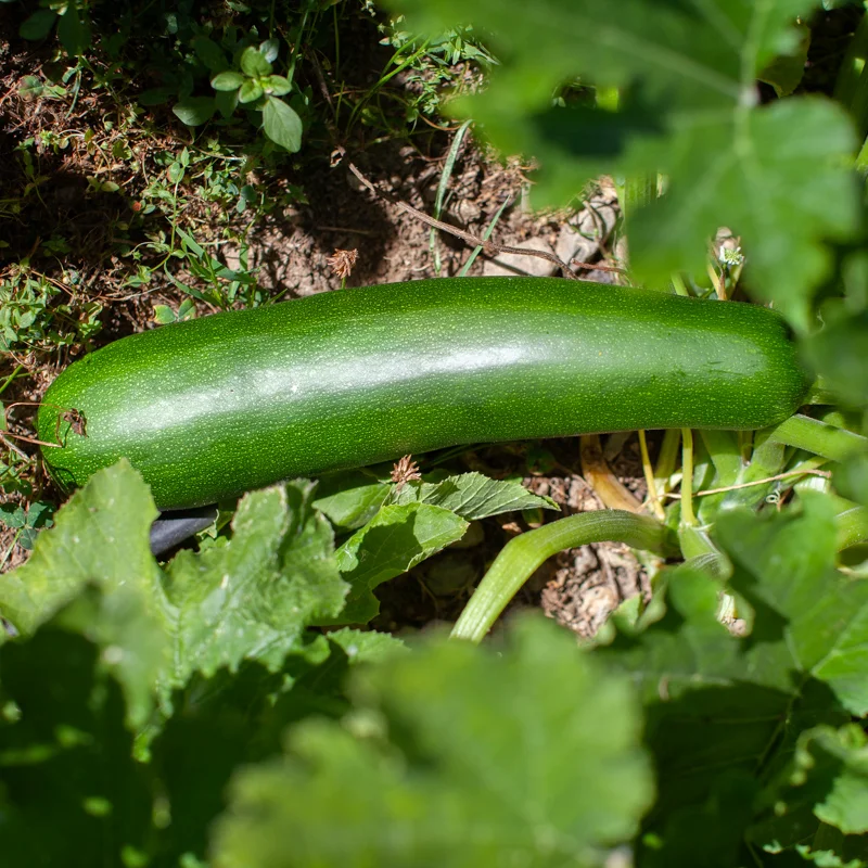 Courgette ‘Dark Star’