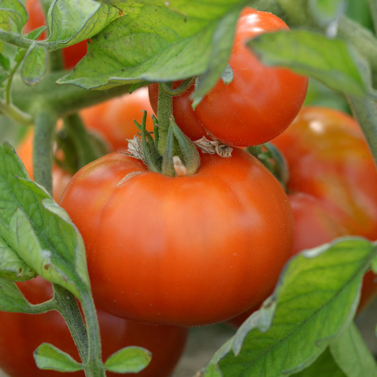 Tomate ‘Marmande’