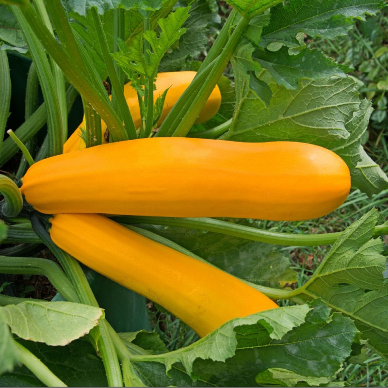 Courgette jaune ‘Gold rush’
