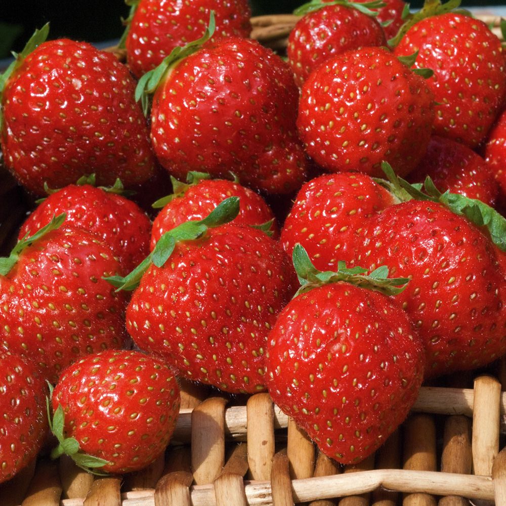 Fraisier ‘Mara des bois’