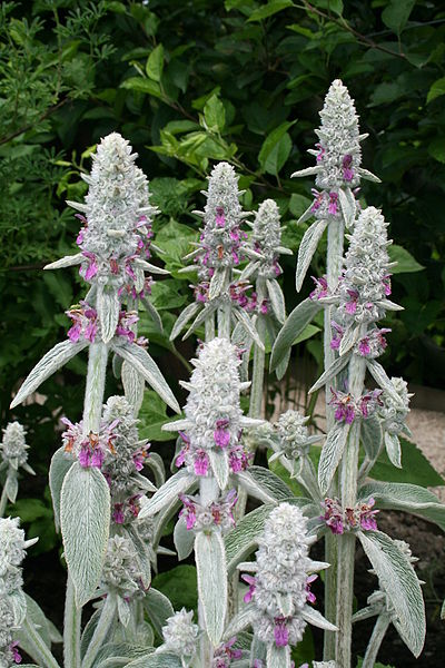 Stachys / Oreille d’ours