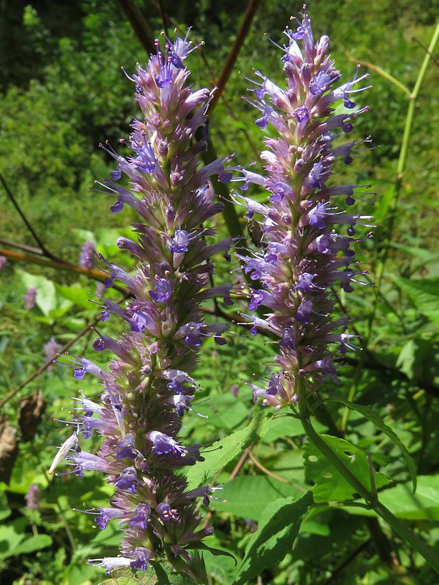 Agastache 'Rugosa', menthe coréenne