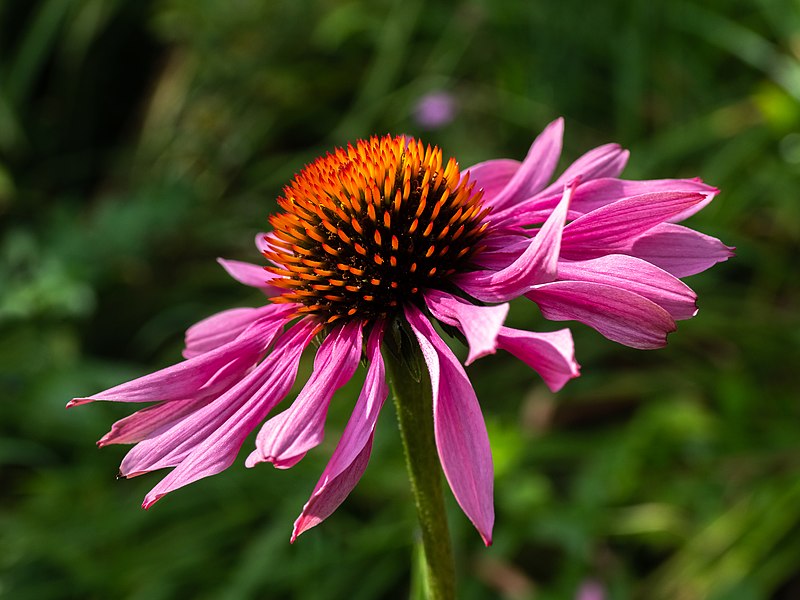 Echinacée pourpre / Rudbeckia